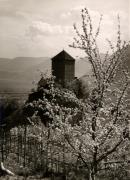 Motiv: Frühling (Positivo) di Foto Löbl, Bad Tölz/Oberbayern (1950/01/01 - 1969/12/31)