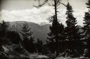 Nadelwald (Positivo) (1950/01/01 - 1969/12/31)