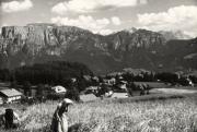 bosco (Positivo) (1950/01/01 - 1969/12/31)