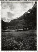 bosco (Positivo) (1930/01/01 - 1959/12/31)