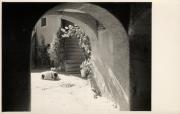cane (Positivo) di Foto A. Ambrosi, Bozen (1930/01/01 - 1959/12/31)