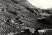 vigneto (Positivo) (1950/01/01 - 1969/12/31)