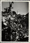 vitigno (Positivo) di Foto Felderer (1950/01/01 - 1969/12/31)