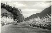 Automobil um 1950 (Positivo) di Foto E. Pedrotti, Bozen (1950/01/01 - 1969/12/31)