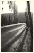 Baumbepflanzung in Siedlungen (Positivo) di Foto E. Pedrotti, Bozen (1950/01/01 - 1959/12/31)