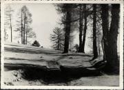 bosco (Positivo) (1950/01/01 - 1969/12/31)