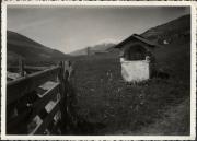 bosco (Positivo) (1950/01/01 - 1969/12/31)