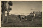 Kühe/Rinder auf der Weide (Positivo) di Foto V. Vojta, Klobenstein (1920/01/01 - 1939/12/31)