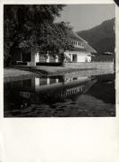 Seerose (Positivo) di Foto E. D. Theil-Salmoiraghi, Bozen (1950/01/01 - 1969/12/31)