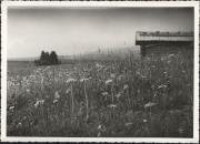 fiore (Positivo) (1950/01/01 - 1979/12/31)