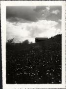 Wolken (Positivo) (1950/01/01 - 1979/12/31)