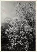 Motiv: Frühling (Positivo) di Foto Centrale Farina, Bozen (1920/01/01 - 1959/12/31)