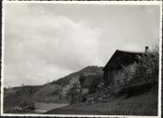 bosco (Positivo) (1950/01/01 - 1969/12/31)