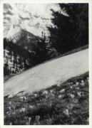 Motiv: Frühling (Positivo) (1950/01/01 - 1969/12/31)