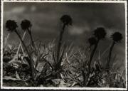 Orchidee (Positivo) (1950/01/01 - 1969/12/31)