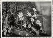 Haselstrauch (Positivo) di Studio E. Pedrotti, Bozen (1950/01/01 - 1969/12/31)