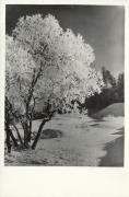 Motiv: Winter (Positivo) (1950/01/01 - 1969/12/31)