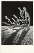 Motiv: Winter (Positivo) (1950/01/01 - 1969/12/31)