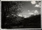 Motiv: Frühling (Positivo) (1930/01/01 - 1969/12/31)