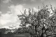 Motiv: Frühling (Positivo) (1950/01/01 - 1969/12/31)