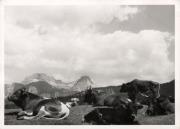 mucca/bovino (Positivo) (1950/01/01 - 1969/12/31)