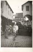 mucca/bovino (Positivo) di Foto A. Ambrosi, Bozen (1925/01/01 - 1949/12/31)