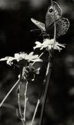 Schmetterling (Positivo) di Foto Enrico Pedrotti, Bozen (1940/01/01 - 1969/12/31)