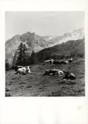 mucca/bovino (Positivo) di Foto Fränzl (1930/01/01 - 1969/12/31)