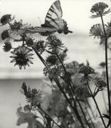 Schmetterling (Positivo) di Foto E. Pedrotti, Bozen (1930/01/01 - 1959/12/31)