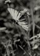 Schmetterling (Positivo) di Foto Pedrotti, Bozen (1930/01/01 - 1959/12/31)