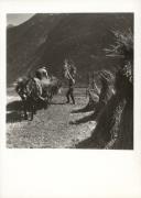 contadino (Positivo) di Foto Fränzl (1930/01/01 - 1959/12/31)