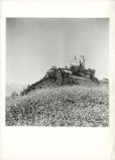 fiore (Positivo) di Foto Fränzl (1930/01/01 - 1959/12/31)