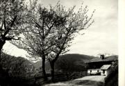 Motiv: Frühling (Positivo) di Foto Sandro Saltuari, Bozen (1950/01/01 - 1969/12/31)