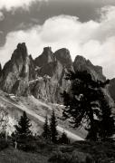 Zirbe (Positivo) di Foto Wenzel Fischer, Garmisch (1950/01/01 - 1969/12/31)