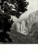 Zirbe (Positivo) di Foto Sandro Saltuari, Bozen (1950/01/01 - 1969/12/31)