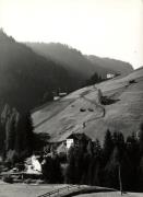 bosco (Positivo) di Foto Sandro Saltuari, Bozen (1950/01/01 - 1969/12/31)