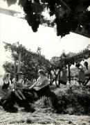 viticoltura (Positivo) di Foto Dr. Frass, Bozen (1950/01/01 - 1969/12/31)