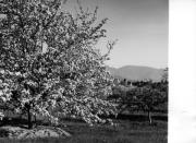Motiv: Frühling (Positivo) di Foto Löbl, Bad Tölz/Oberbayern (1950/01/01 - 1969/12/31)