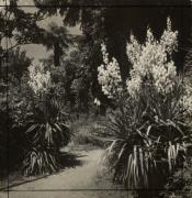 Promenade (Positivo) di Bährendt, Leo (1902/01/01 - 1939/12/31)