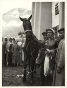 cavaliere (Positivo) (1930/01/01 - 1959/12/31)