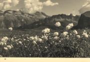 Trollblume (Positivo) di Foto Brisighelli, Udine (1930/01/01 - 1969/12/31)