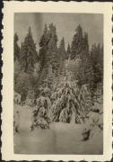Fichtenwald (Positivo) (1930/01/01 - 1959/12/31)