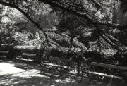 Park in Meran (Positivo) (1930/01/01 - 1969/12/31)