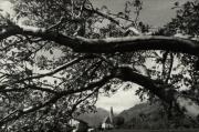 Obstbaum (Positivo) (1946/01/01 - 1969/12/31)