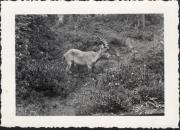 Steinbock (Positivo) di Foto Lombardo (1941/07/01 - 1941/07/31)