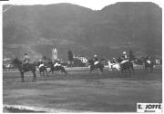 cavallo (Positivo) di Foto E. Joffé, Meran (1930/01/01 - 1959/12/31)