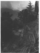 mediterrane Pflanze (Positivo) (1930/01/01 - 1949/12/31)