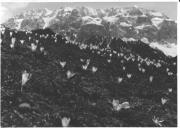 Krokus (Positivo) (1930/01/01 - 1959/12/31)