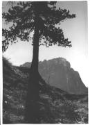 Zirbe (Positivo) di Bährendt, Leo (1902/01/01 - 1939/12/31)