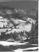 bosco (Positivo) (1920/01/01 - 1939/12/31)